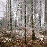Magical forest