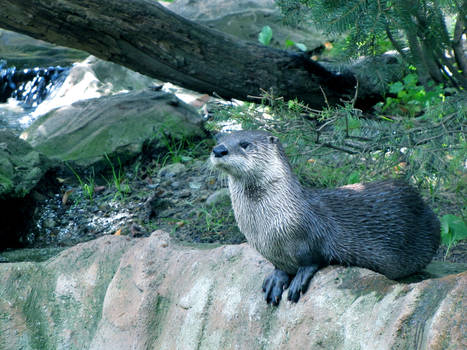 otter