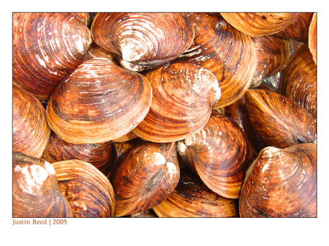 Clams