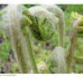 Growing Ferns