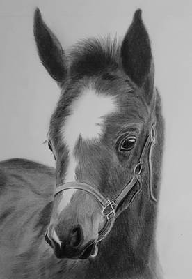 Foal