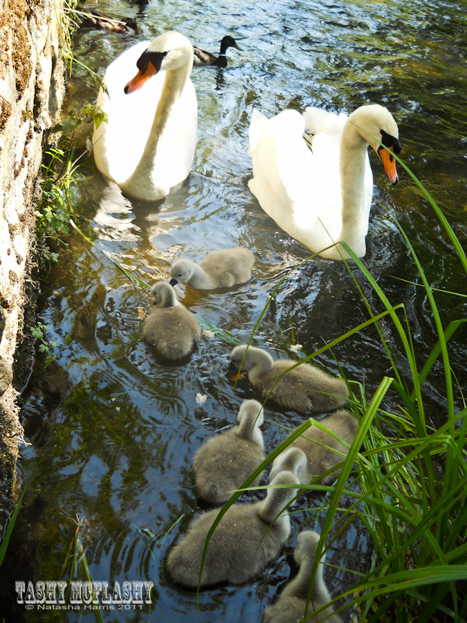 Swan Family