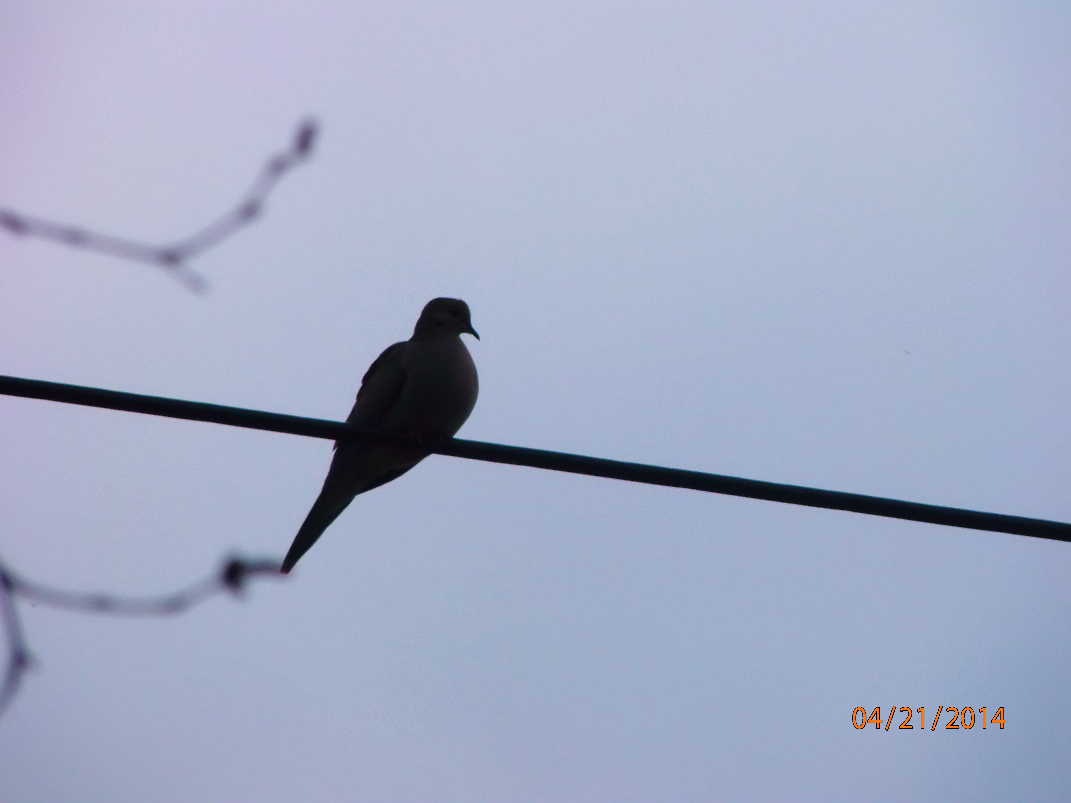 Mourning Dove on a Wire (4)