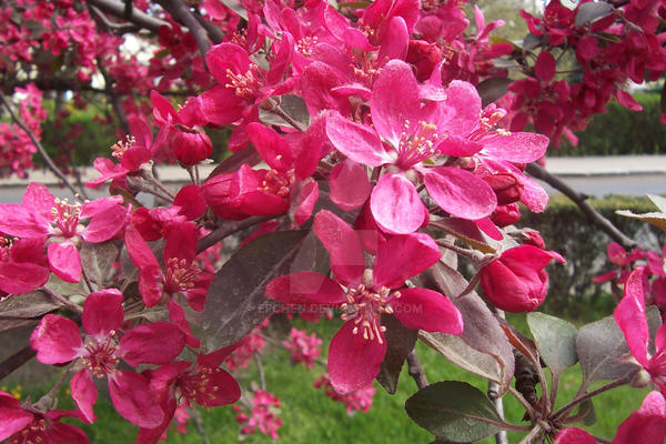 red river rising by efchen on DeviantArt