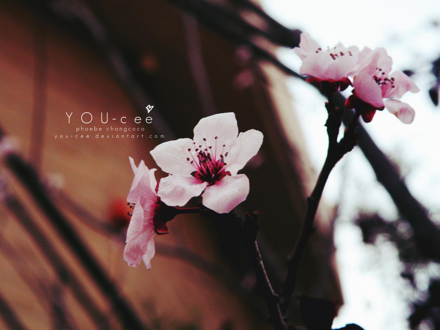 YOU-cee: Blossom