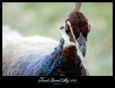 Female Peacock, Aug. 2009
