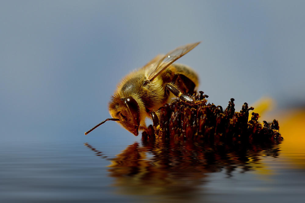 Thirsty bee by Art-Lines on DeviantArt