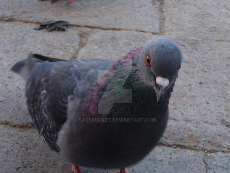 Pigeon in Venice