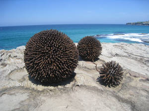 sculpture by the sea 2