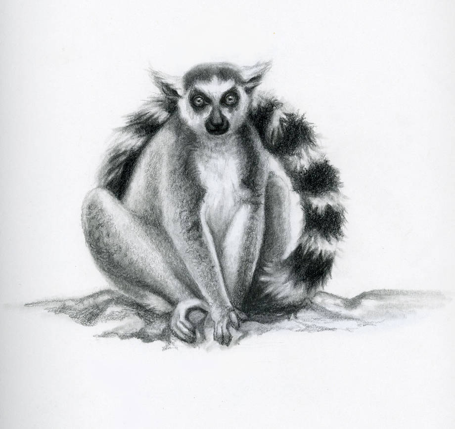  How To Draw A Lemur of all time Don t miss out 