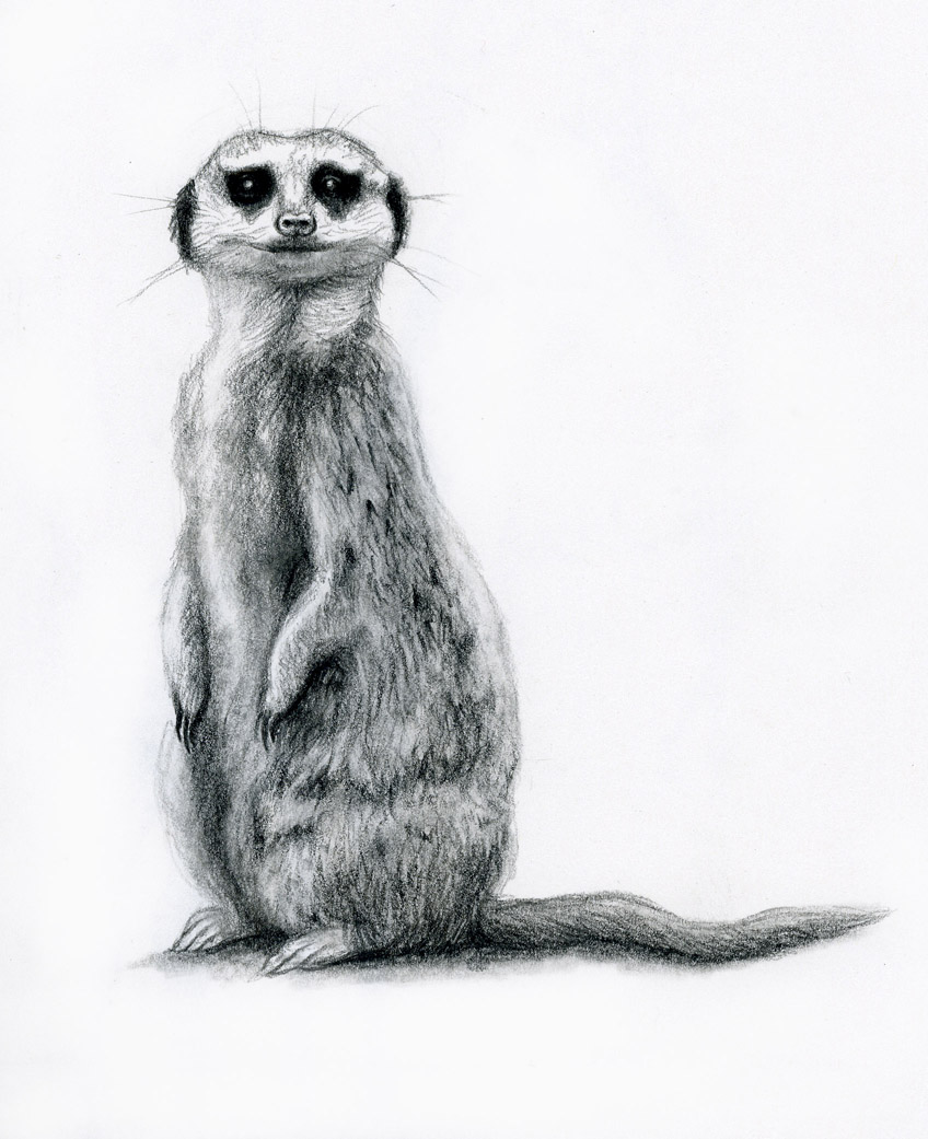 Meerkat by rebekahlynn on DeviantArt
