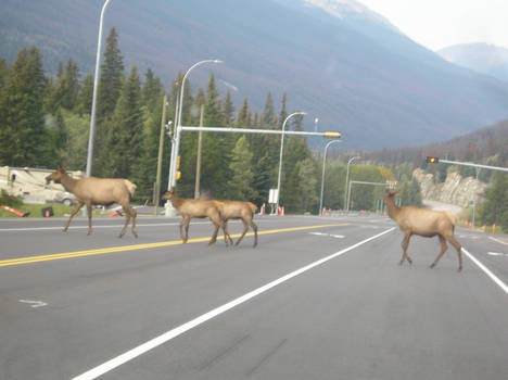 Wildlife Crossing!