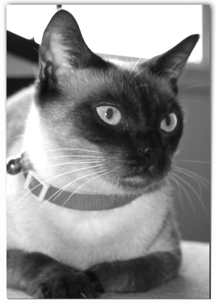 Siamese Black and White by EnigmaticReactions on DeviantArt