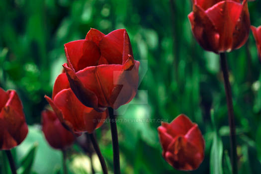 Red Tulips in Spring