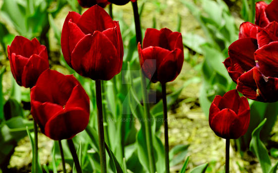 Red Tulips in Spring