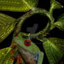 treefrog typography
