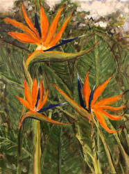 Bird of Paradise 