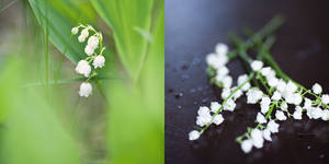 lily of the..