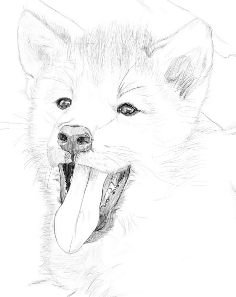 Arctic Wolf Cub quick sketch. by mariannemason on DeviantArt