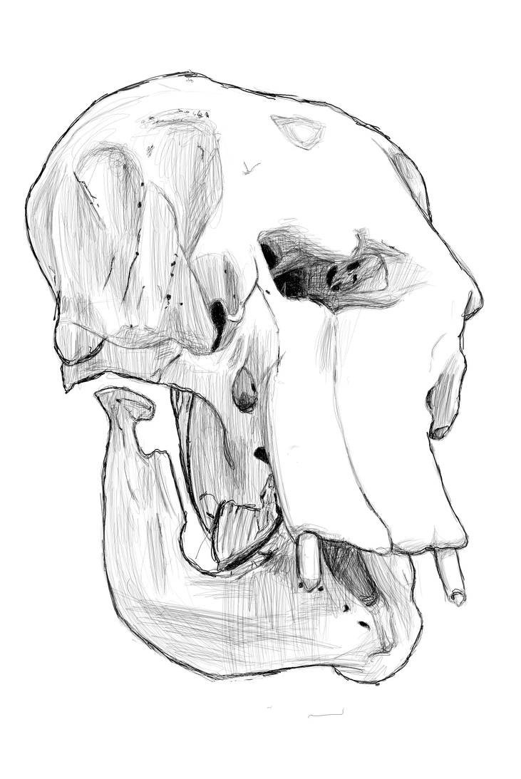Daily Practice Elephant skull by mariannemason on DeviantArt