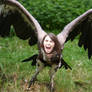 Harpy Attack