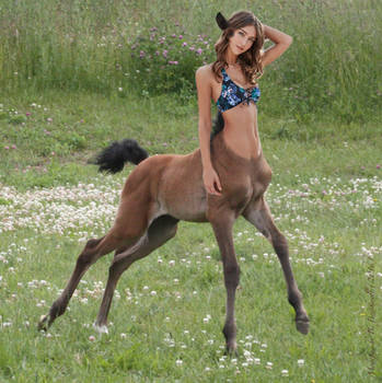 Centaur Filly