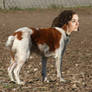 Brittany Spaniel