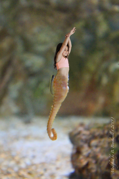 Young Seahorse Mermaid