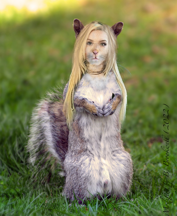 Deviantart Risumon Squirrel Curious Squirrel by Mertail on DeviantArt