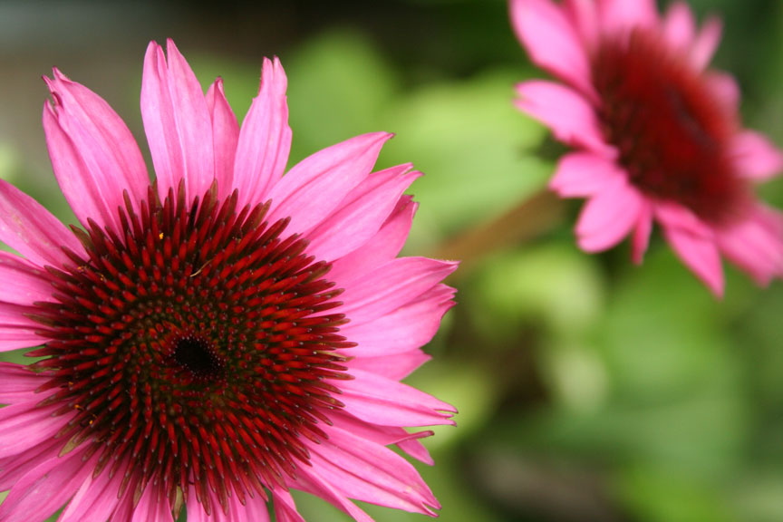 Pink Flowers