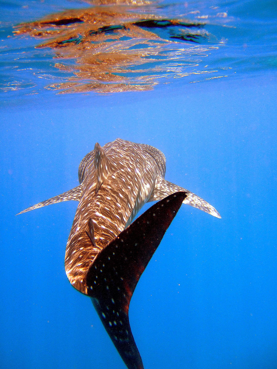 whale shark 01