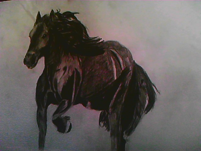 black horse running...