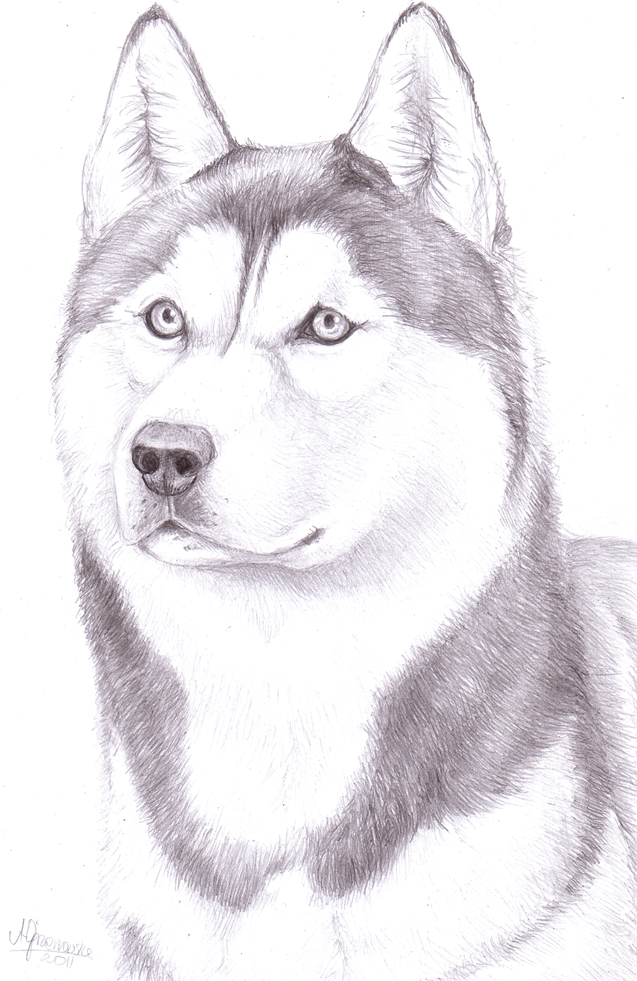 Siberian Husky