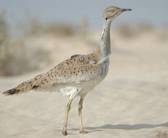 Houbara Bustard