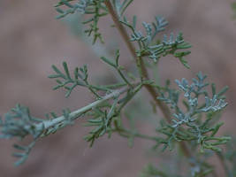 Astemisia Herba Alba