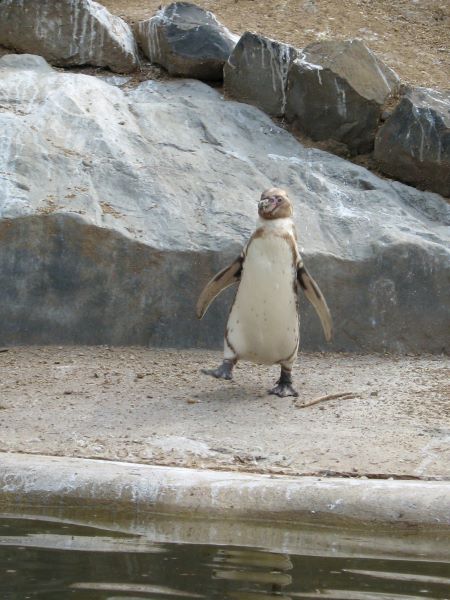 Striding