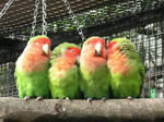 Sleepy Birdies by ankewehner