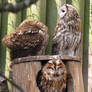 Tawny Owls