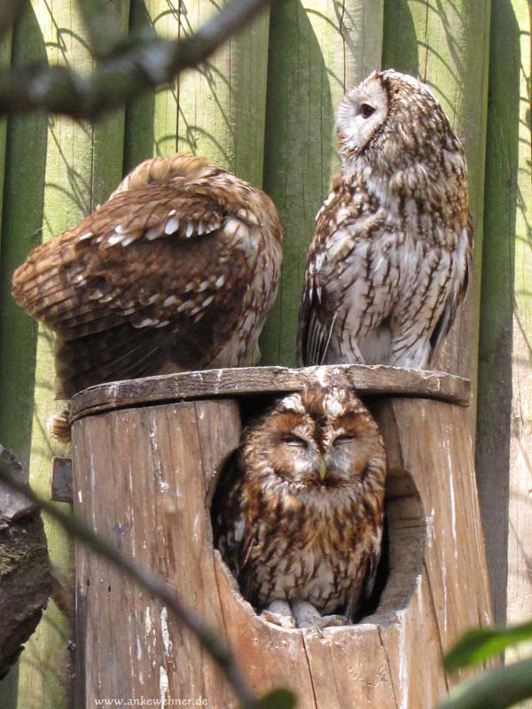 Tawny Owls