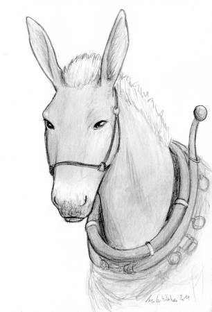 Apricot the Mule, Portrait