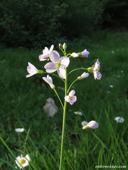 Cuckoo Flower