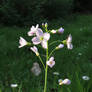 Cuckoo Flower