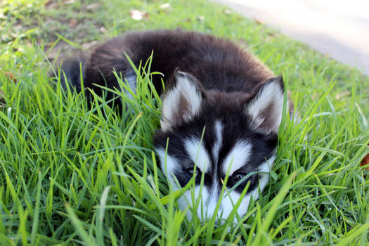 Husky Pup... or Fox Kit???!