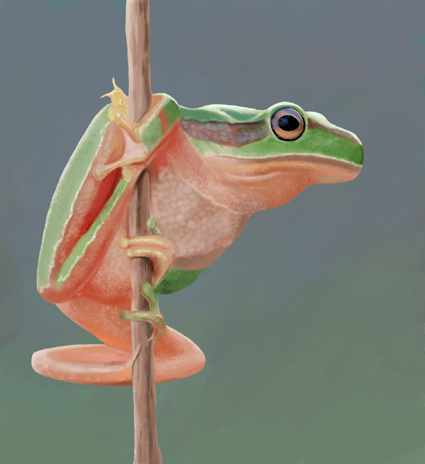 Frog_study