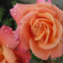 rainy rose