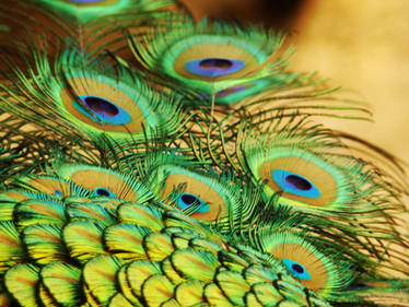 Peacock Feathers