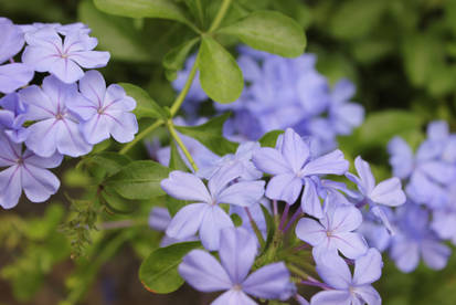 Those Violet Flowers