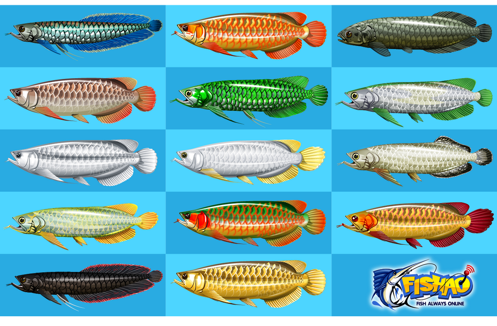 Fish In Fishao Fish In Fishao