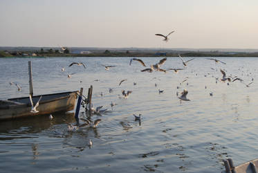 Seagulls and a boat