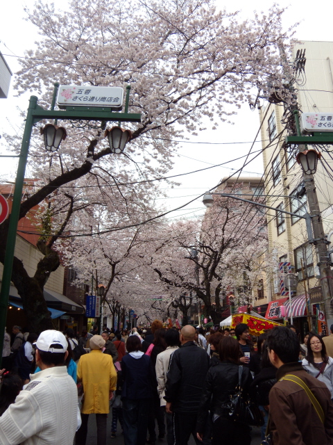 sakura matsuri